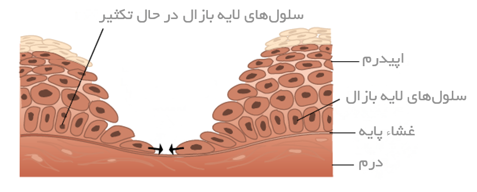 سلول های اپیتلیال