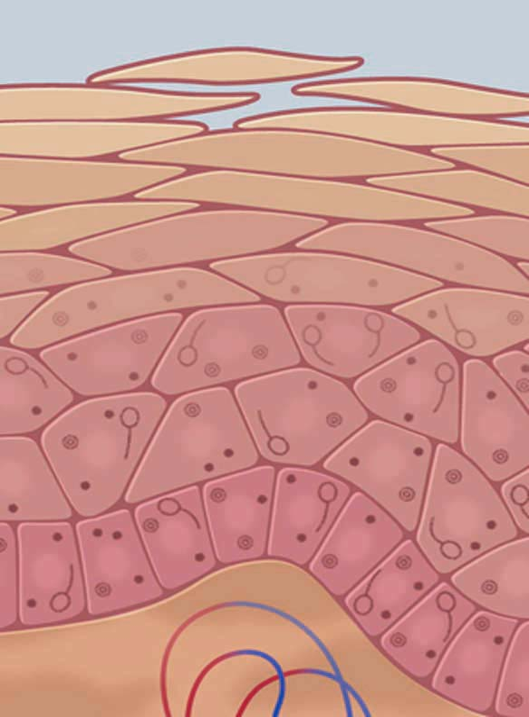 لایه های اپیدرم
